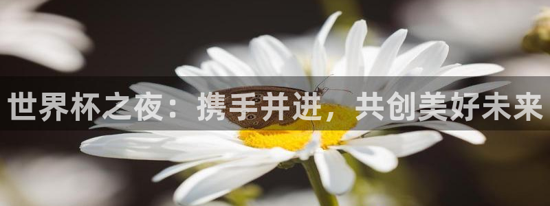 世界杯决赛预测：世界杯之夜：携手并进，共创美好未来